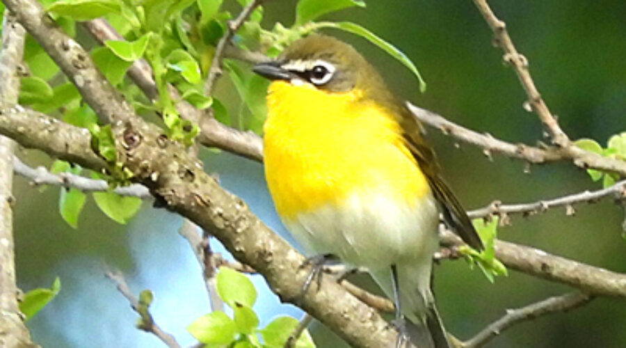 Yellow-breasted Chat in tree