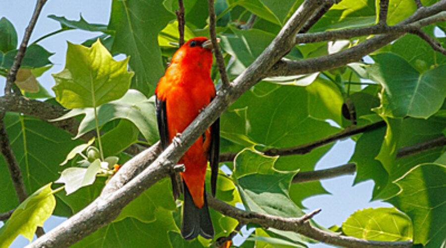 Scarlet Tanager on branch