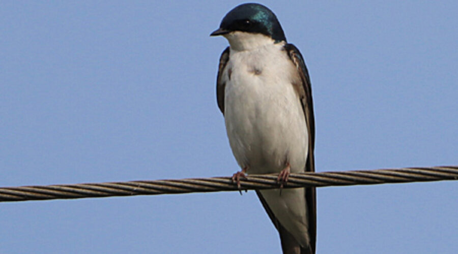 Tree Swallow on wire