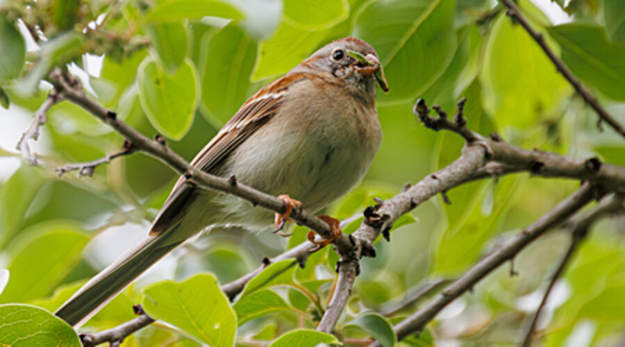 Field Sparrow with food in its bill