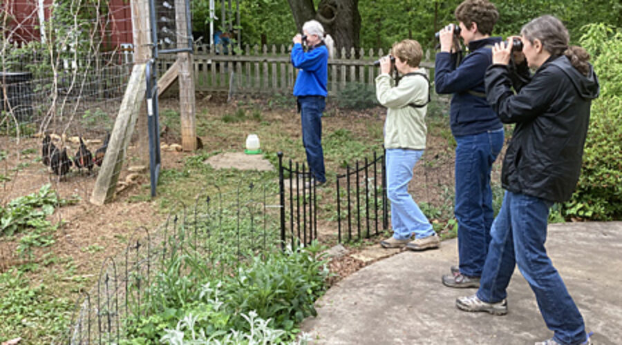 Birdathon team looking at chickens