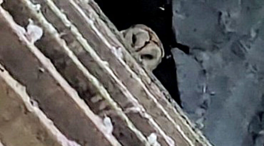Barn Owl peering down