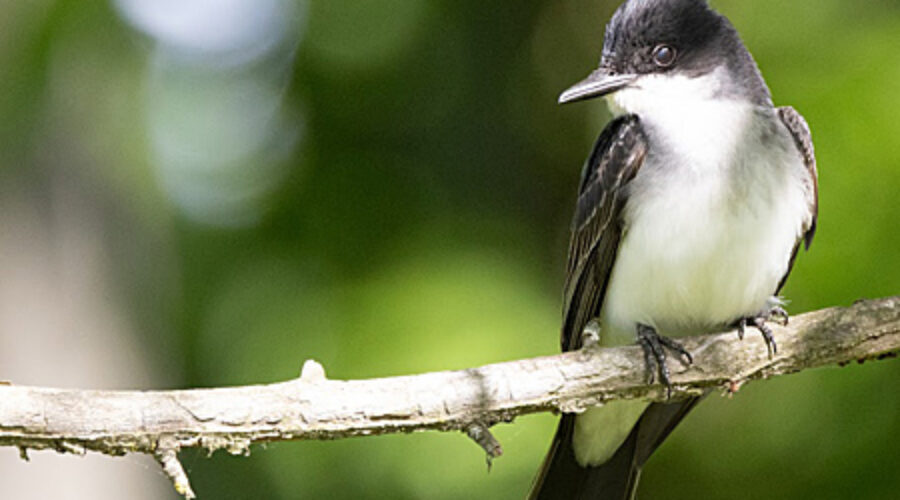 Eastern Kingbird on a branch