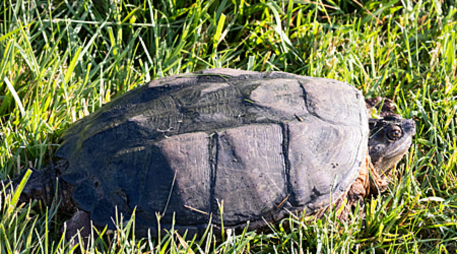 Snapping Turtle on the grass