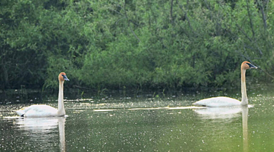 Trumpeter Swans at Dulles Wetlands.
