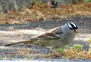 White-crowned Sparrow.