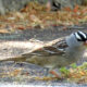 Birding Broad Run Stream Valley Park