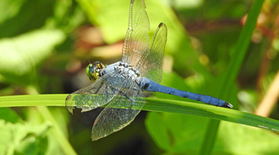 Dragonfly perched on grass