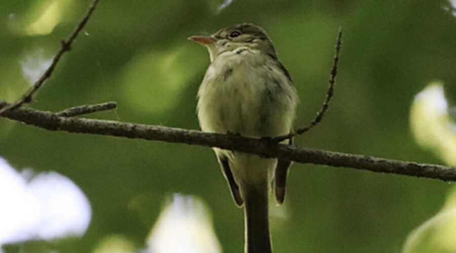 Acadian Flycatcher perched on branch