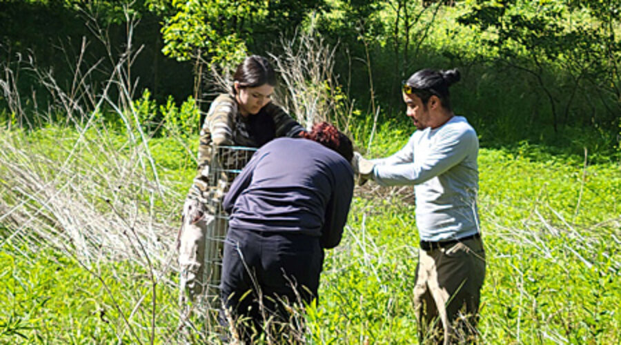 Volunteers installing tree cage at JK Black Oak.