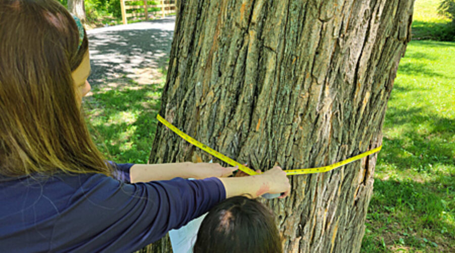 Measuring tree circumference