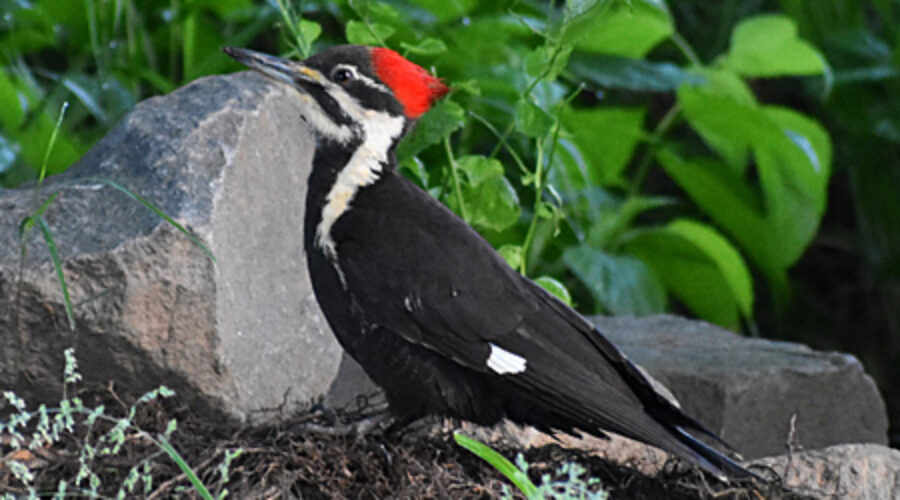 Pileated Woodpecker