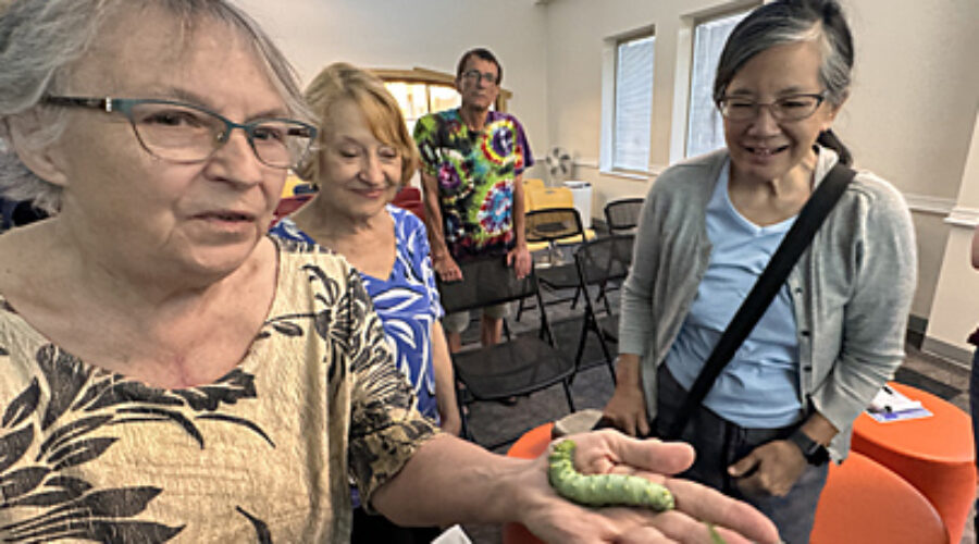 Person holding Cecropia caterpillar