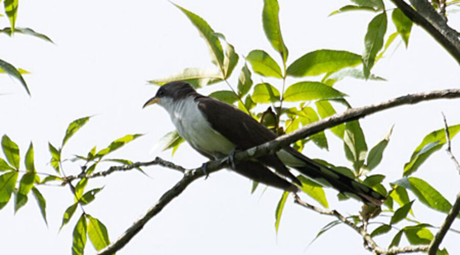 Yellow-billed Cuckoo on a branch