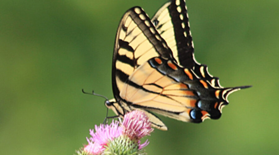 Eastern Tiger Swallowtail on thistle