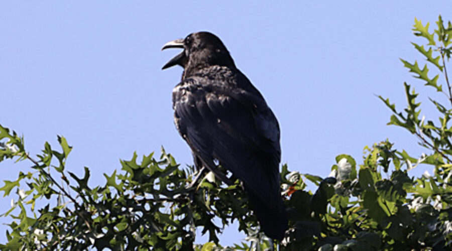 Common Raven in tree top.