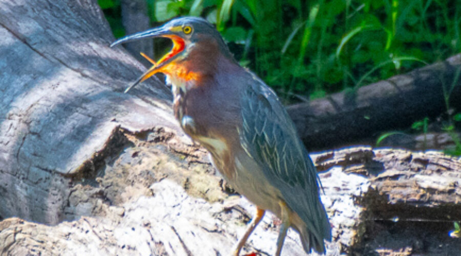 Green Heron perched on downed tree