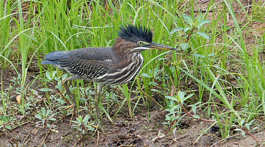 Green Heron on shoreline.
