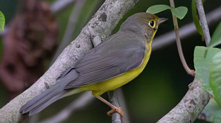 Canada Warbler on a branch