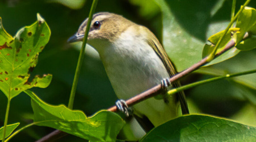 Red-eyed Vireo