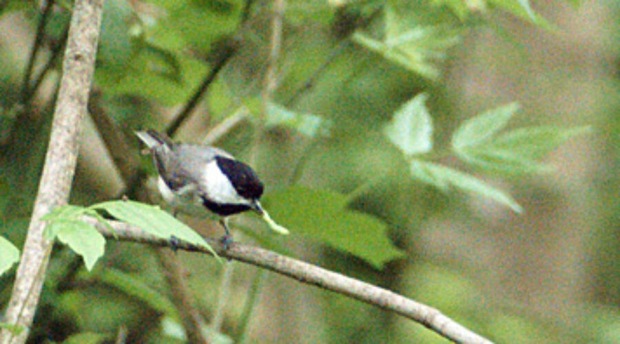 Carolina Chickadee in a tree.