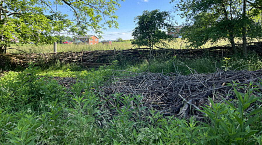 Dead Hedge on home property