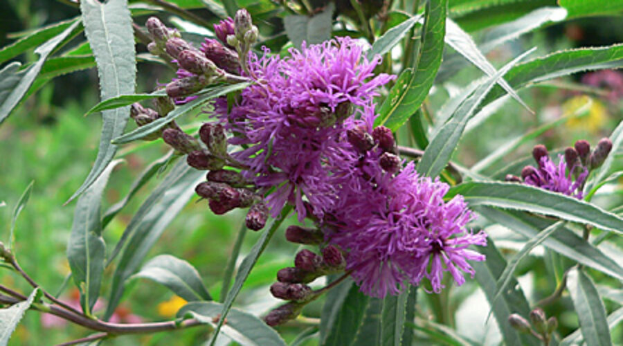 New York Ironweed in bloom.