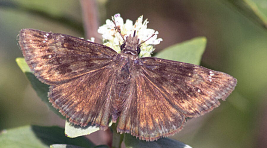 Wild Indigo Duskywing