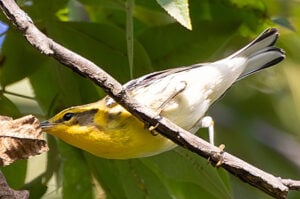 Blackburnian warbler