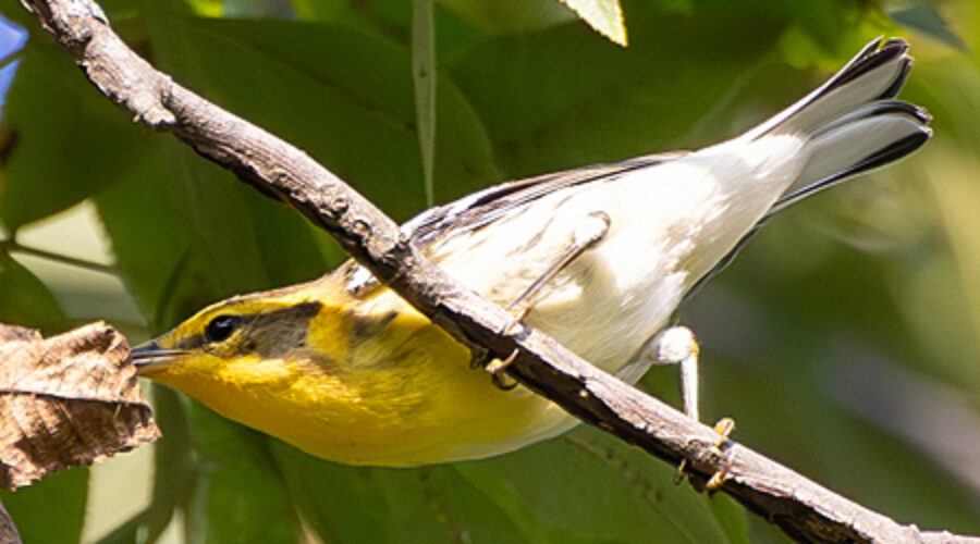 Blackburnian warbler