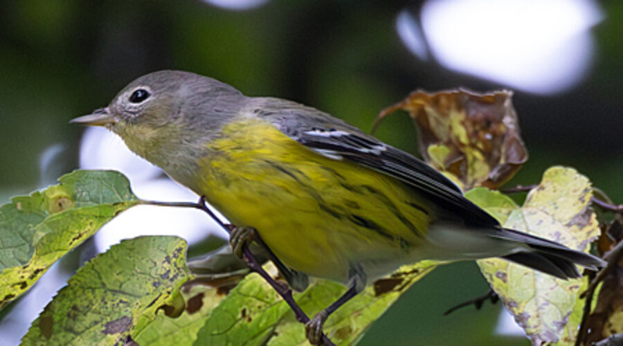 Magnolia Warbler.