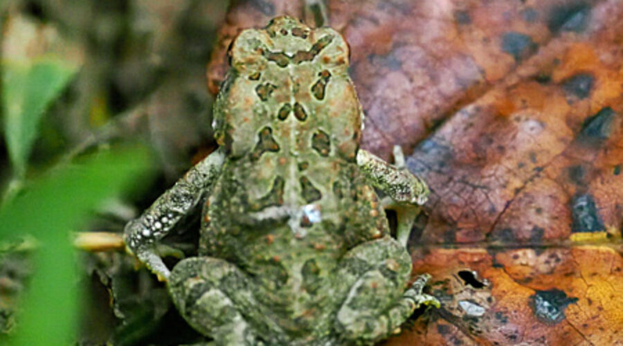 American Toad on leaf