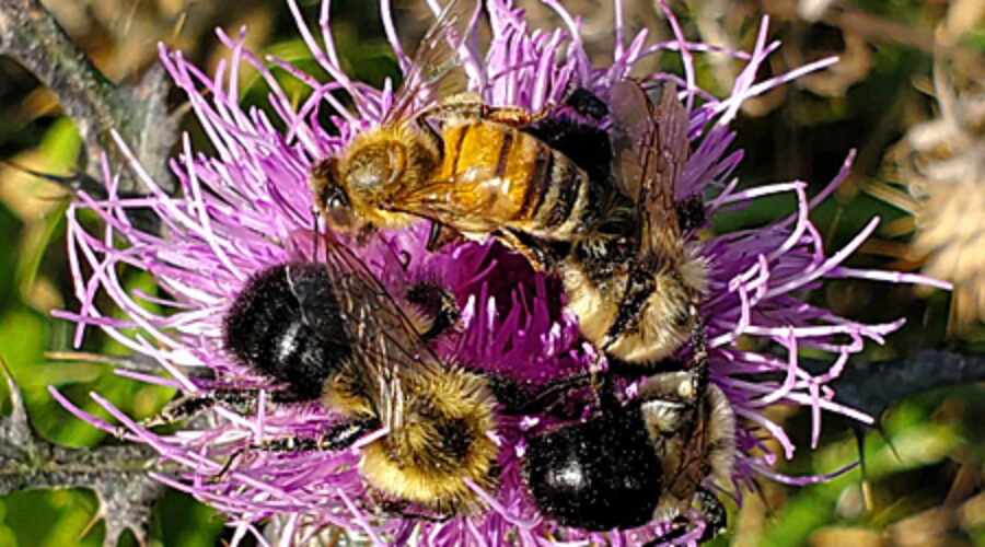 Bees on thistle bloom