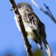 Birding Algonkian