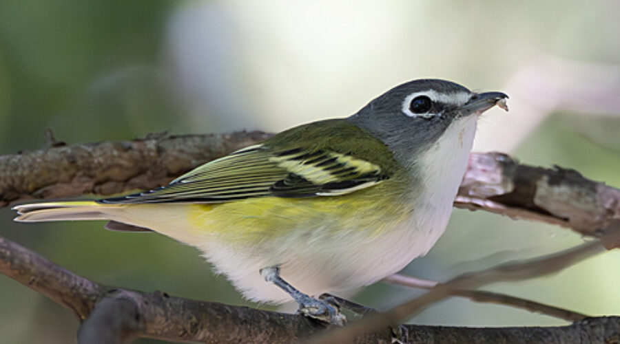 Blue-headed Vireo.