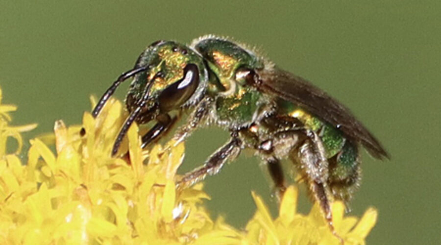 Bee on goldenrod