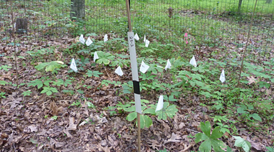 Count plot at JK Black Oak