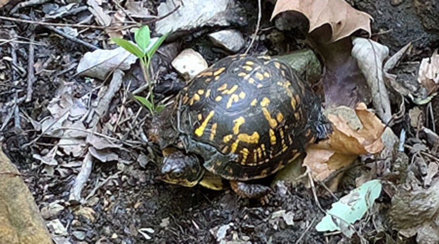 Eastern Box Turtle among leaf litter