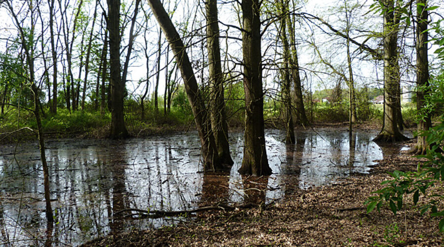 Pin Oak vernal pool at JK Black Oak