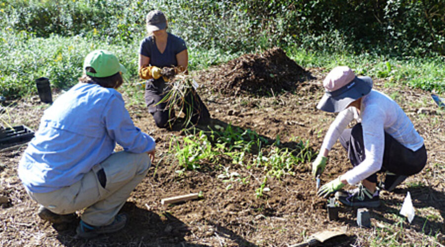 Planting in the meadow at JK Black Oak