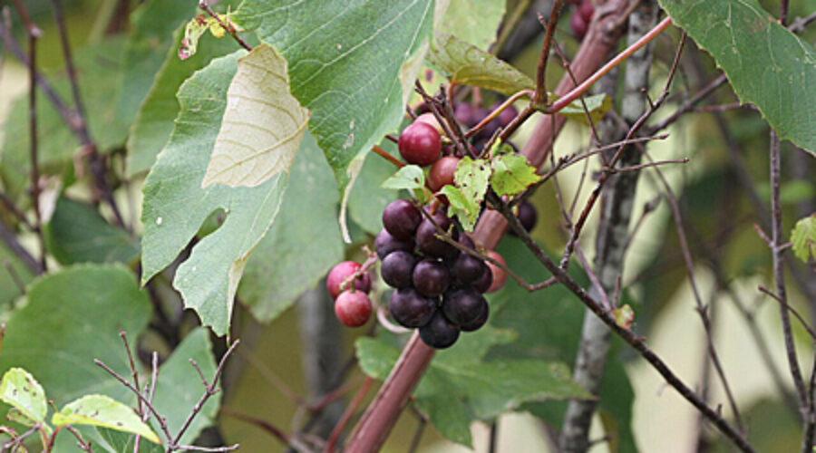 Fox grape (Vitis labrusca)