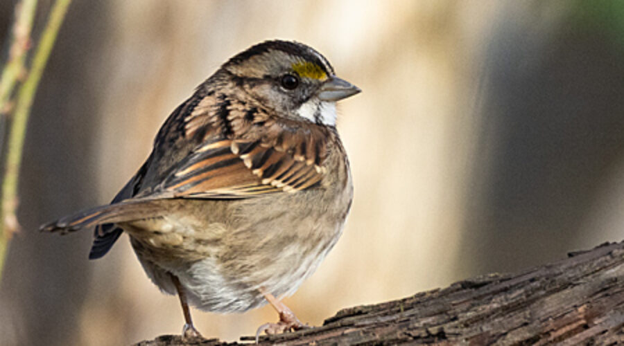 White-throated Sparrow