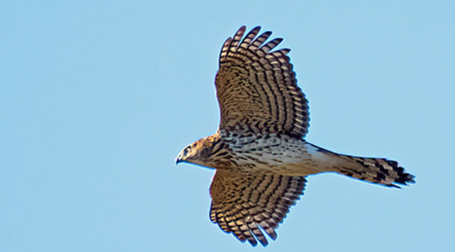 Cooper's Hawk in flight
