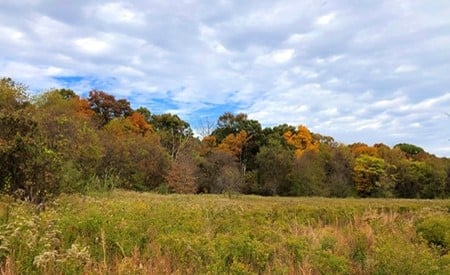 Meadow and forest edge at JK Black Oak