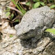 Amphibian and Reptiles 2027 Season Kick Off
