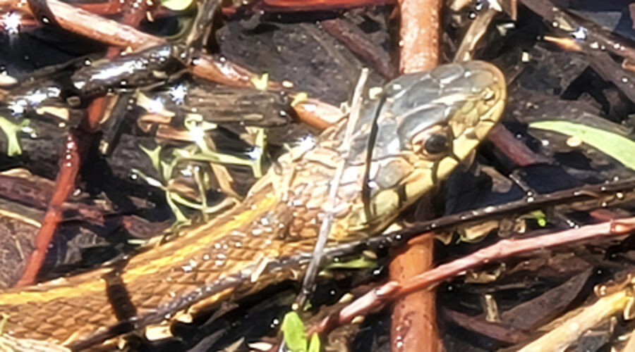 Garter Snake