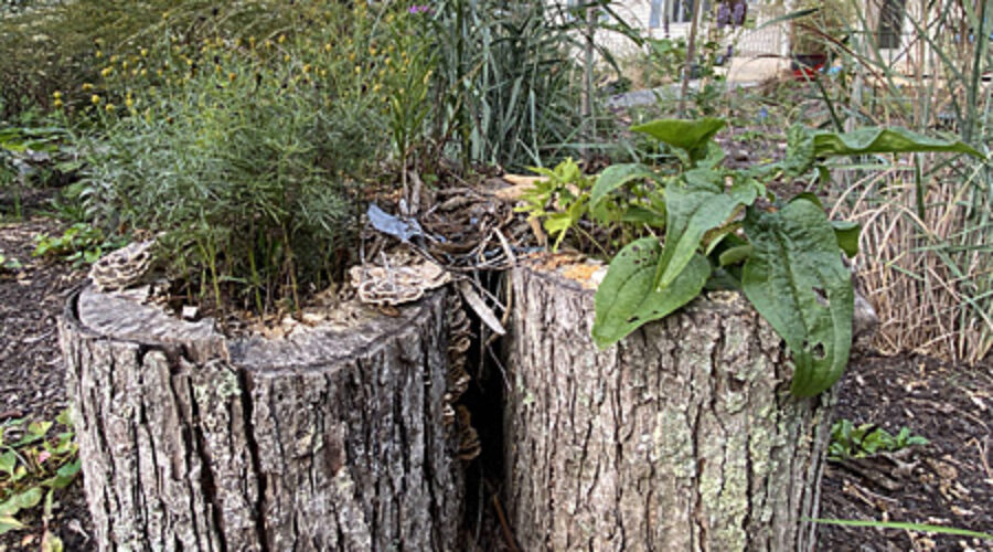 Tree segments containing plants