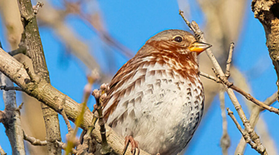 Fox Sparrow on branch