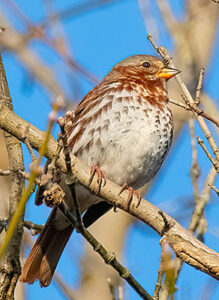 Fox Sparrow in tree