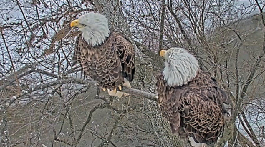 A pair of Bald Eagles near the cam